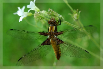 2009-05-19/ skripink
par: skripink -[Insectes, non macro]-
