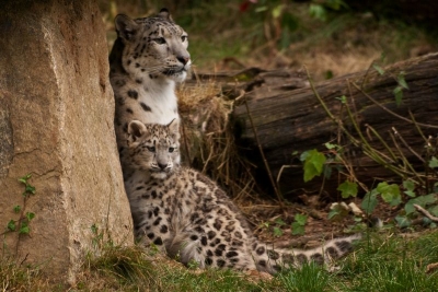 2008-09-01/ m3zcal
par: m3zcal -[Vos series: Zooparc de Tregomeur]-
