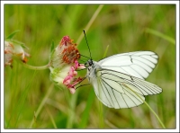 Nom du fichier=090516082618363578.jpg
Taille du fichier=176Ko
Dimensions : 800x594
Ajouté le : 16 Mai 2009 090516082618363578.jpg