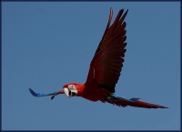 Nom du fichier=090725101455811052.jpg
Taille du fichier=103Ko
Dimensions : 800x583
Ajouté le : 26 Juillet 2009 090725101455811052.jpg