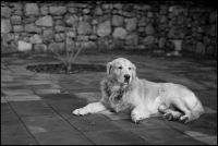 Nom du fichier=231zj6.jpg
Taille du fichier=173Ko
Dimensions : 706x475
Ajouté le : 03 Janvier 2009 231zj6.jpg