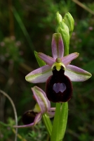 Nom du fichier=i677050_magniflora.jpg
Taille du fichier=183Ko
Dimensions : 536x800
Ajouté le : 09 Mai 2009 i677050_magniflora.jpg