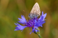 Nom du fichier=imgp9756b.jpg
Taille du fichier=183Ko
Dimensions : 800x533
Ajouté le : 22 Juin 2009 imgp9756b.jpg