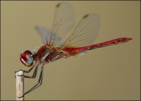 Nom du fichier=lib5.jpg
Taille du fichier=147Ko
Dimensions : 800x576
Ajouté le : 10 Octobre 2009 lib5.jpg