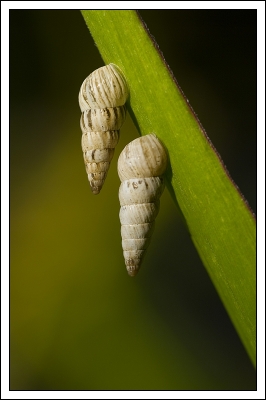 2008-08-31 / patanock
Par patanock [ Insectes,  non macro ]
