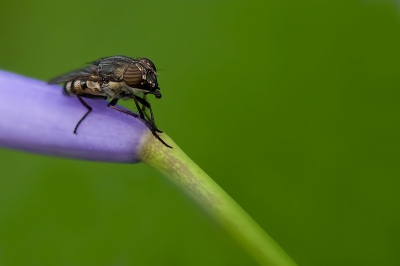 2009-07-10 / dedales
Par dedales dans [ Macro et proxi-photo ]
