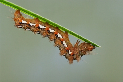 2009-12-04 / Netgabe
Par Netgabe dans [ Macro et proxi-photo ]
