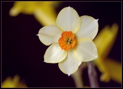 2010-04-02 / perreg
Par perreg dans [Fleurs]

