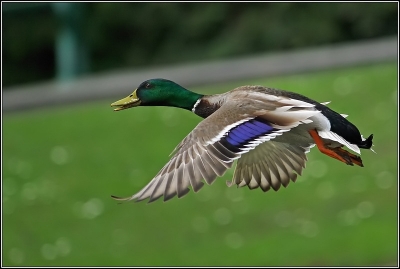 2010-04-16 / leon
Par leon dans [ Faune sauvage ]
