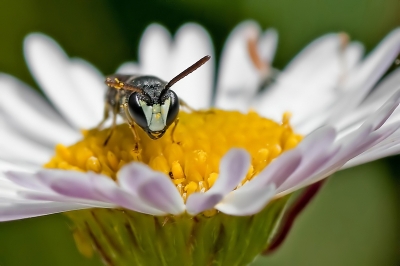 2010-05-15 / dedales
Par dedales dans [ Macro et proxi-photo ]
