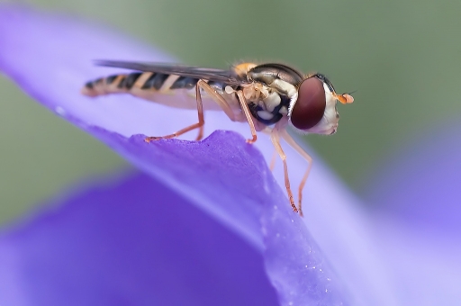 2011-03-13 / dedales
Par dedales dans [ Macro et proxi-photo ]
