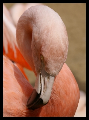2009-05-29 / nana63
Par nana63 dans [ Zoo & parcs animaliers ]
