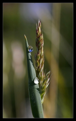 2009-06-19 / nana63
Par nana63 dans [ Gouttes ]
