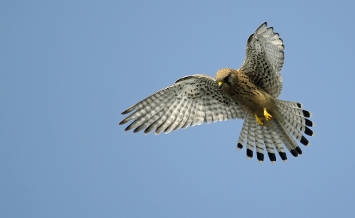 2011-02-13 / JoCar
Par  JoCar dans [ Faune sauvage ]
