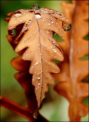 2009-09-25 / Pixel
Par Pixel dans [vos series] [Perles d'automne 2009]
