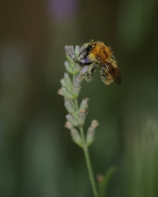 2008-09-14 / denis
Par denis [Macro]
