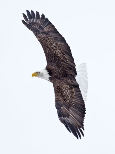 2010-12-28 / ramiot
Par ramiot dans [ Faune sauvage ]
