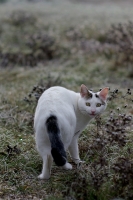 Nom du fichier=101211093735882757292211.jpg
Taille du fichier=310Ko
Dimensions : 533x800
Ajouté le : 11 Décembre 2010 101211093735882757292211.jpg