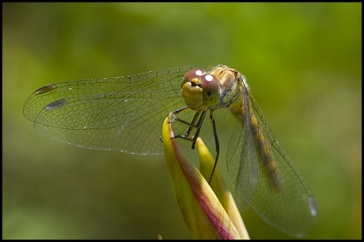 2008-07-22/ Patanock
Par :  Patanock [ Insectes, * non macro * ]
