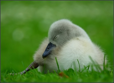2009-07-11 / Leon
Par Leon - Vos Series Des zozios en ville
