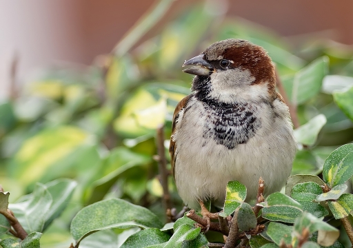 2011-01-22 Dedales
Par Dedales [ Faune sauvage ]
