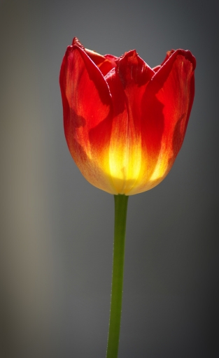 2011-04-09 / JoCar
Par : JoCar - [ Fleurs ]
