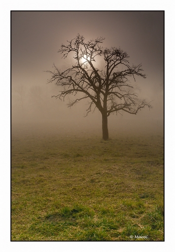 2012-01-14 / Randos74
Par : Randos74 [ Arbres / Forets / Vegetation]
