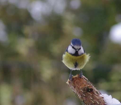 2013-02-16 / papy57 
papy [ Faune sauvage ]
