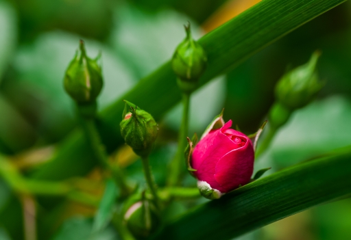 2014-07-22 / TOTOF
Par TOTOF [ Fleurs ]
