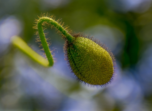 2015-02-01 / miczfr
miczfr  " fleurs 4eme opus"
