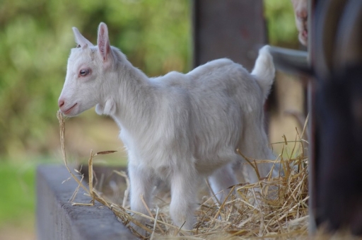 2015-04-09 / elficologue
elficologue [ Animaux de la ferme ]
