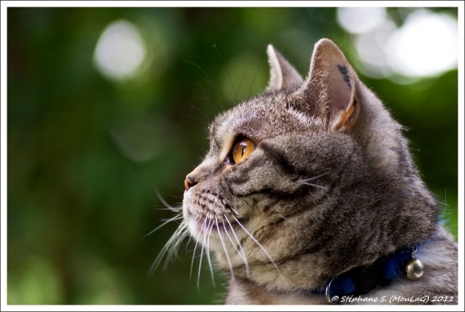2011-11-05 / MouLaG Ã”fr
Par : MouLaG Ofr [ Animaux de compagnie ]
