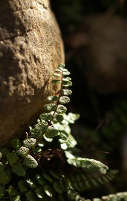 2008-11-15/ Sorcier
Par : Sorcier [ Arbres / Forets / Vegetation]
