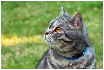 2009-07-04/ MouLaG Ã”fr
Par :  MouLaG Ofr [ Animaux de compagnie ]
