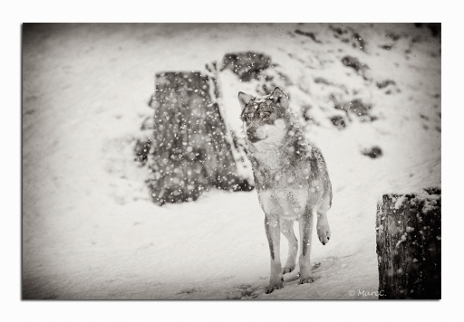 2012-03-24 / Randos
Par : Randos Vos series Canis Lupus   Stage II
