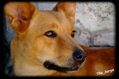 2009-01-01/ The_barge [ Animaux de compagnie ]
Par : The_barge
