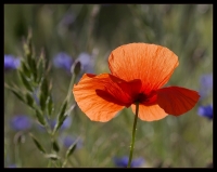 Nom du fichier=3624653009_9a7ce4c158_o.jpg
Taille du fichier=179Ko
Dimensions : 800x638
Ajouté le : 14 Juin 2009 3624653009_9a7ce4c158_o.jpg