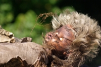 Nom du fichier=i719360_CopiedeIMGP8104OP2.jpg
Taille du fichier=191Ko
Dimensions : 800x536
Ajouté le : 19 Juin 2009 i719360_CopiedeIMGP8104OP2.jpg