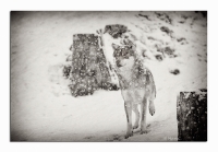 Nom du fichier=iSLQEvnP9S.jpg
Taille du fichier=303Ko
Dimensions : 1020x711
Ajouté le : 23 Mars 2012 iSLQEvnP9S.jpg