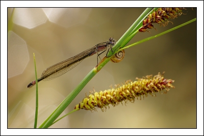 2009-04-30 / patanock
Par : patanock    [ Insectes, * non macro * ]
