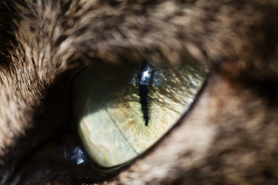 2010-03-04 gnomovtt
Par : gnomovtt   [ Animaux de compagnie ] 
