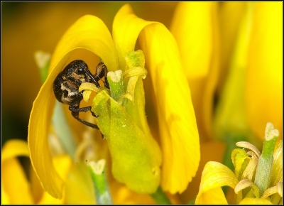 2010-05-20 / Leon
Par : Leon   [ Macro et proxi-photo ]
