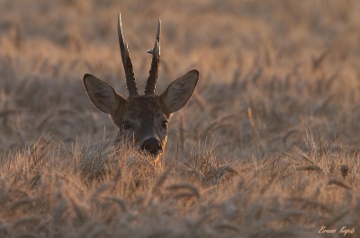 2010-07-29 / bkk10
Par : bkk10    [ Faune sauvage ]
