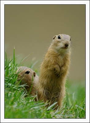 2010-07-22 / patanock
Par : patanock  [ Zoo & parcs animaliers ]
