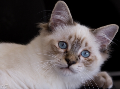 2010-09-09 / Anathros
Par : Anathros   [ Animaux de compagnie ]
