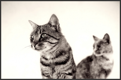 2010-09-22 / Perreg 
Par : Perreg    [ Noir et Blanc, Sepia et desaturation partielle ]
