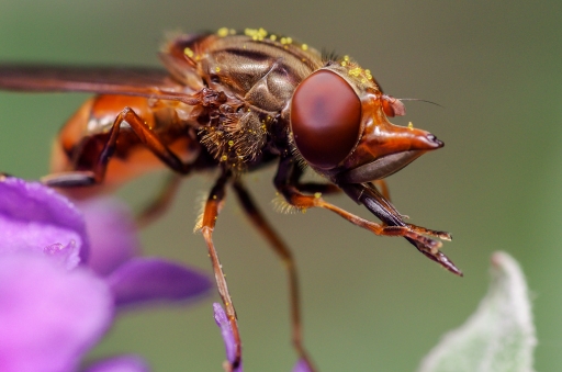 2013-10-05 / Gko
Gko    [ Macro et proxi-photo ]
