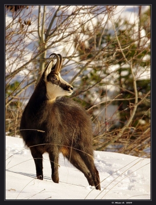 2009-11-12 / randos74
Par : Randos74      [ Faune sauvage ] 
