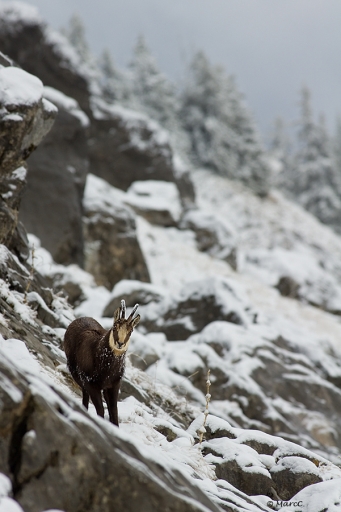 2011-12-06  / randos74
Par : randos74   [ Faune sauvage ]
