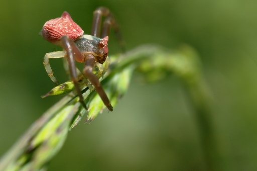 Janvier 2012 - Netgabe
Janvier 2012 - Netgabe 
